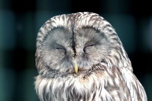 owl 2145698 1920 ¿Por qué dormimos?
